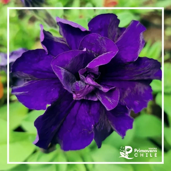 Petunia Doble 4