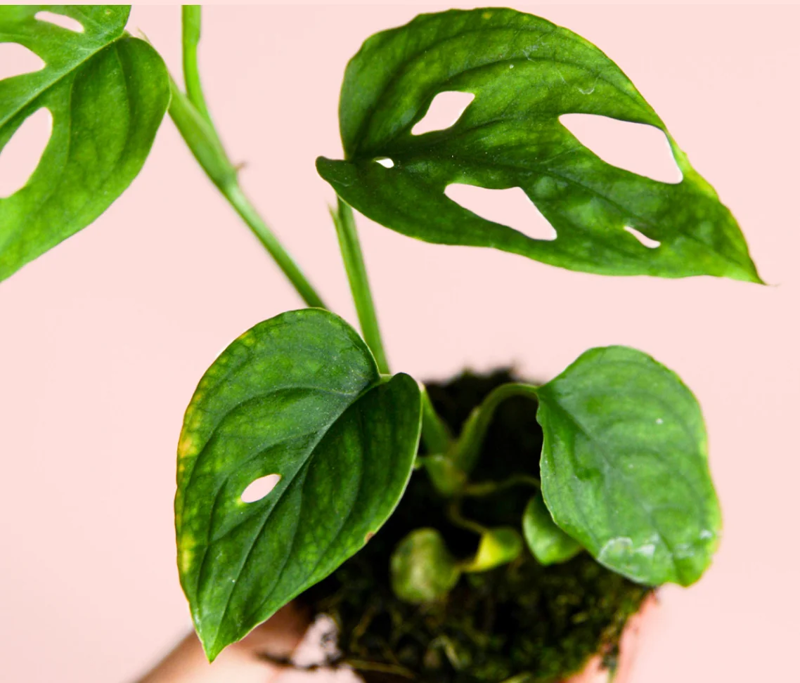 MONSTERA ESQUELETO 2