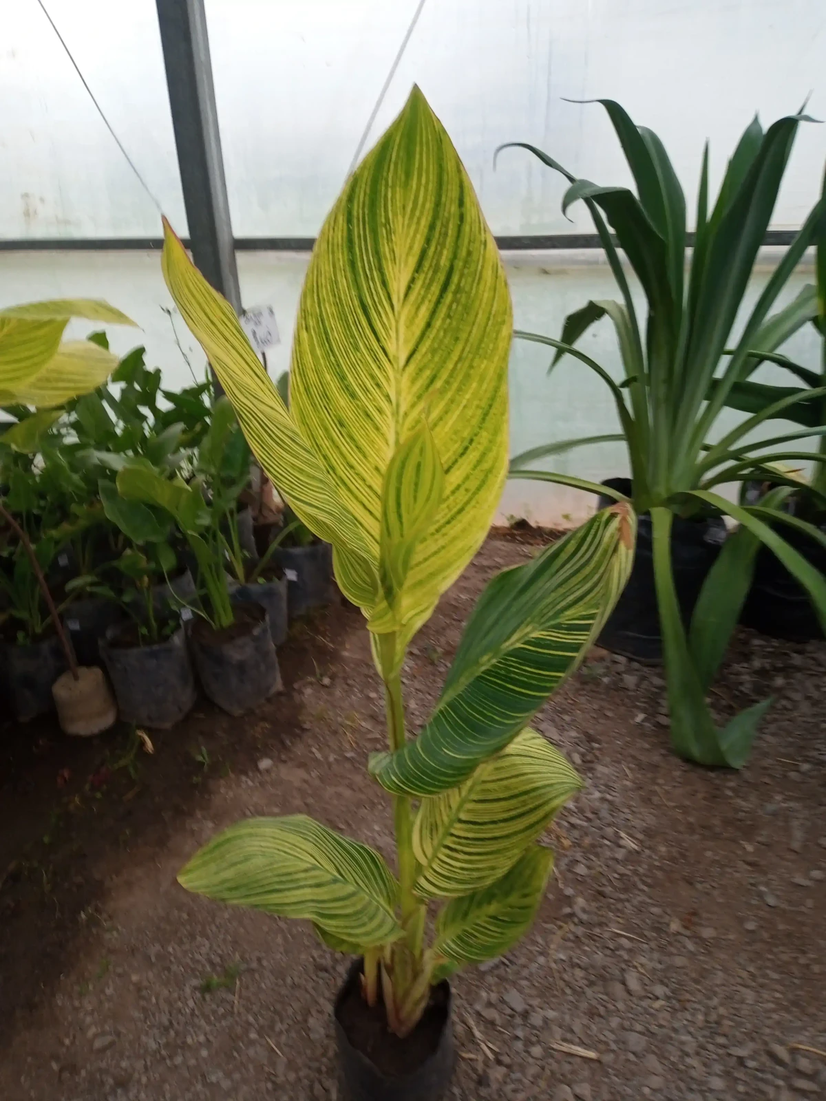 Achira disciplinado verde 2