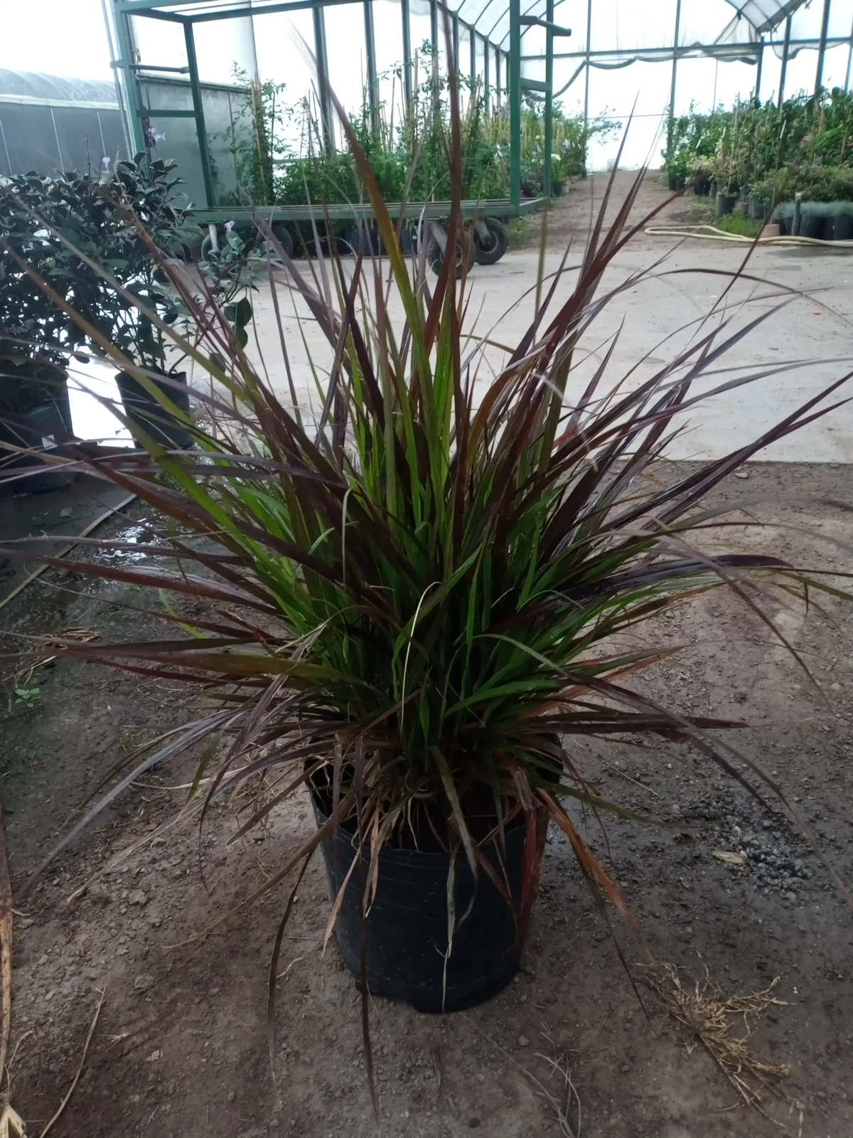 Penicetum rubra