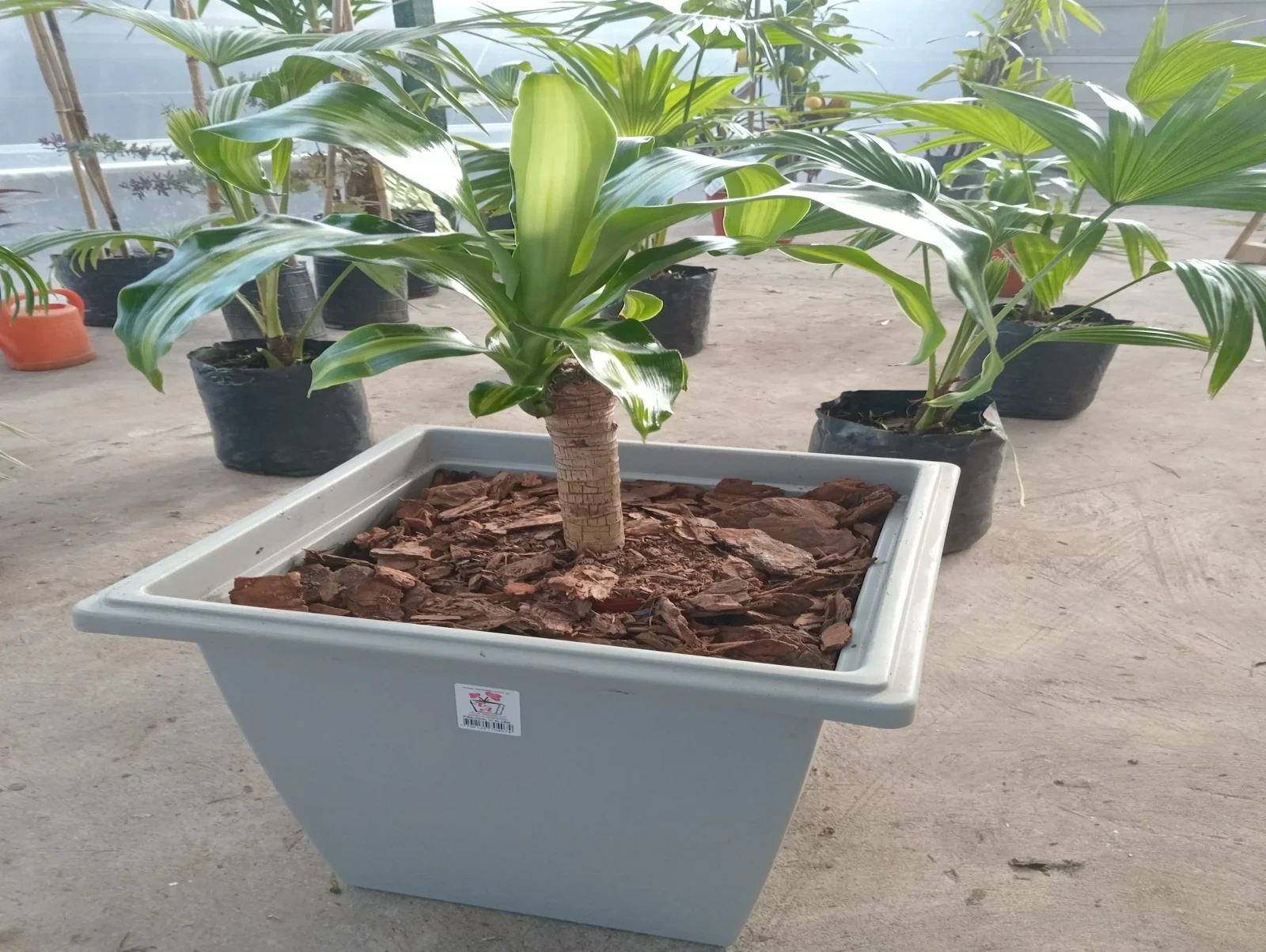 Palo de agua con maceta 2