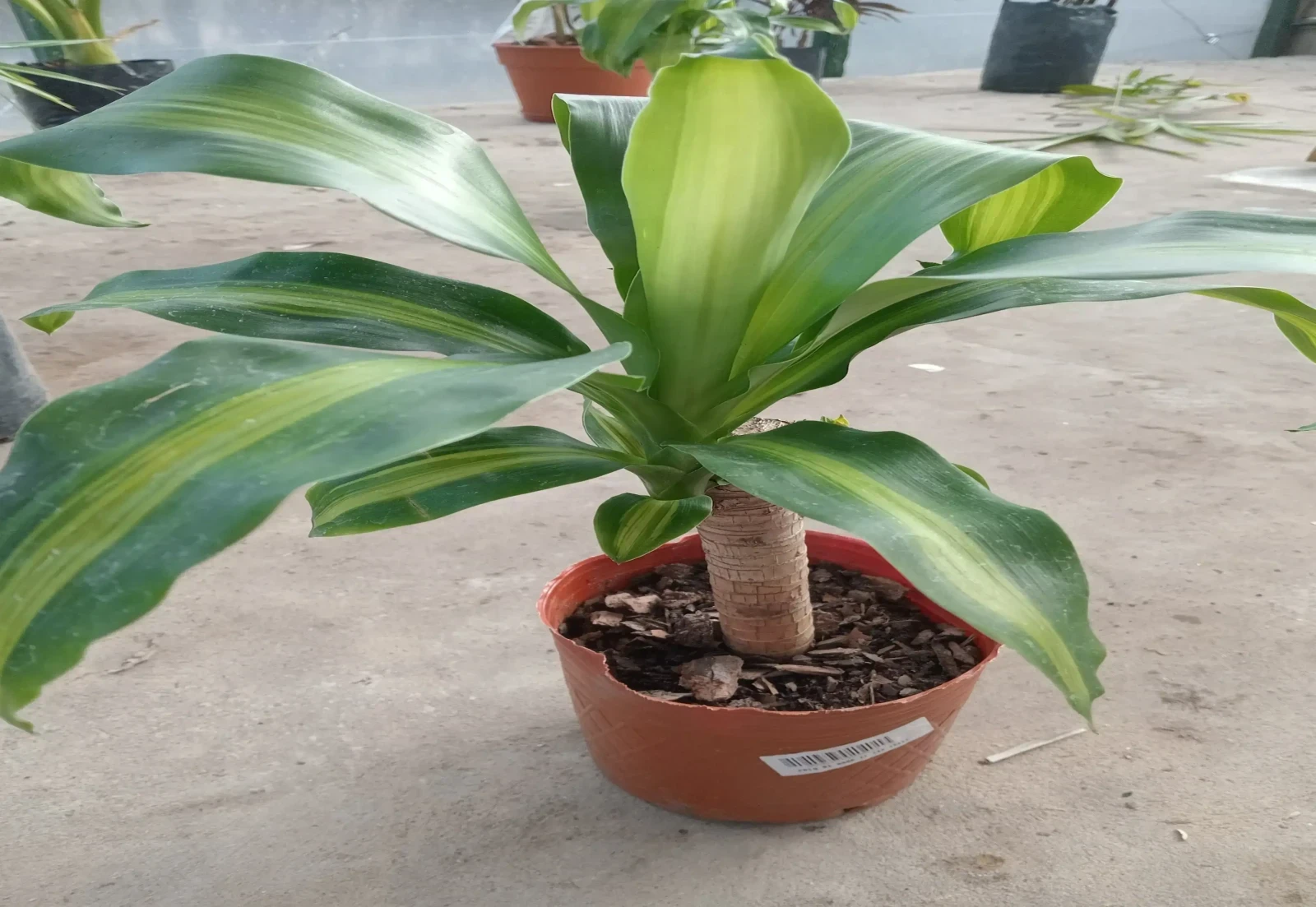 Palo de agua 30/40 cm
