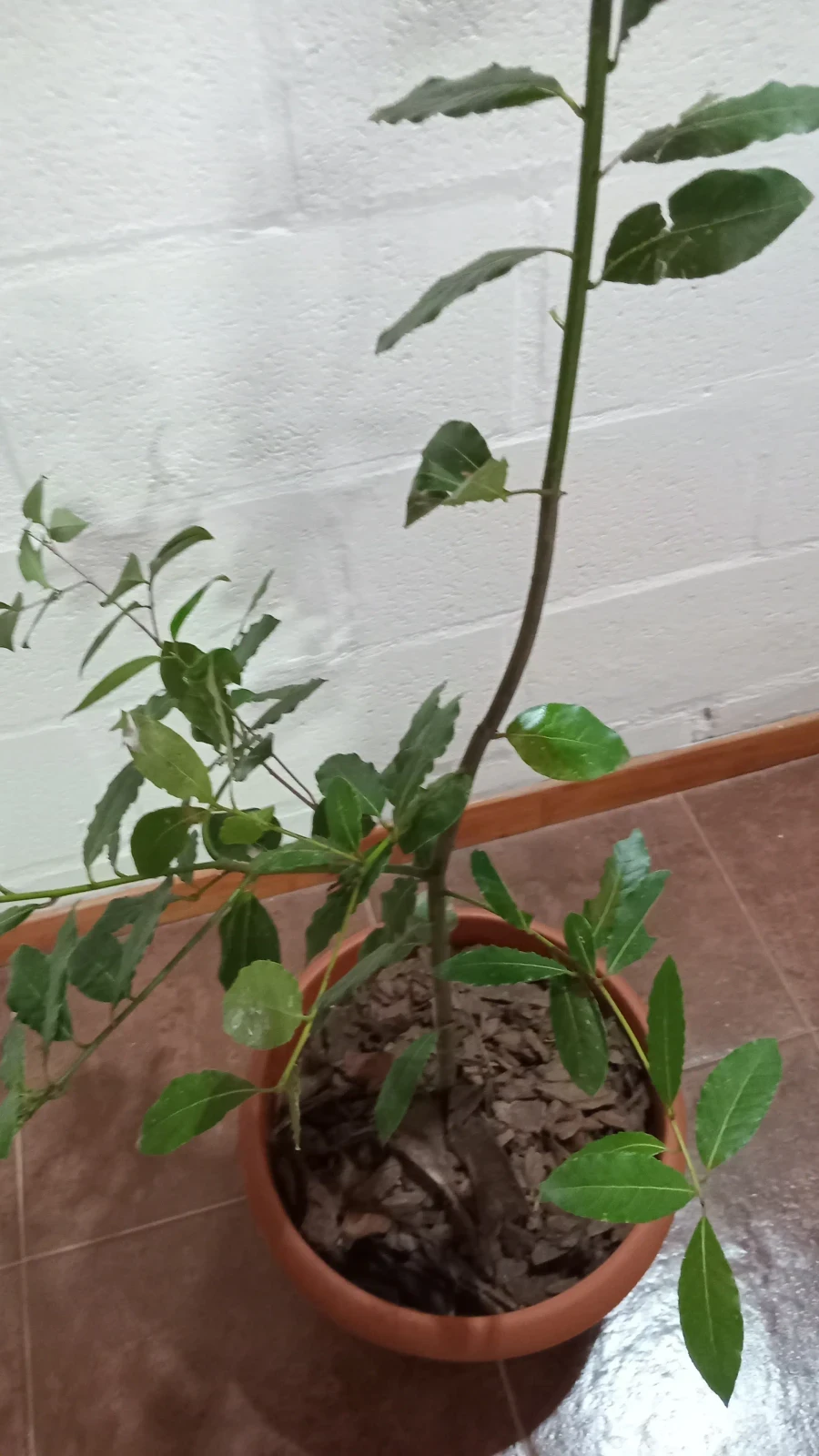 Laurel comestible maceta balcon 4