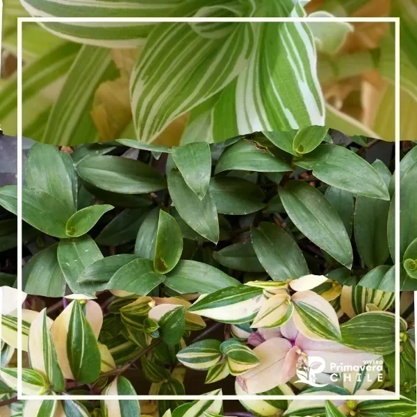 Tradescantia Variedades