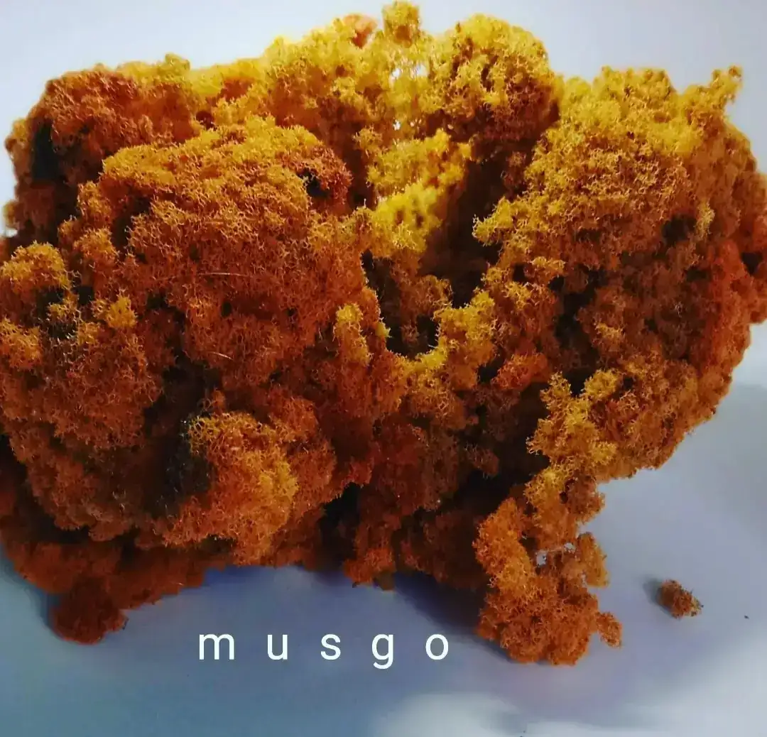 Musgo 3