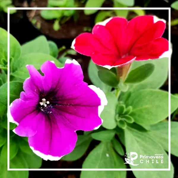 Petunia Simple 