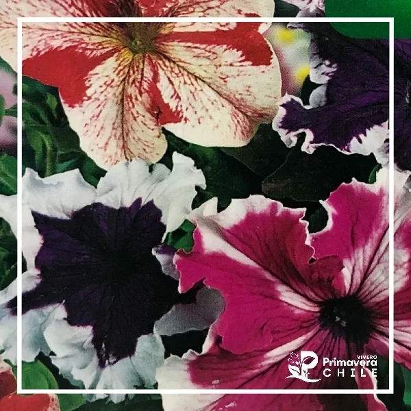 Semillas Petunia Superbissima