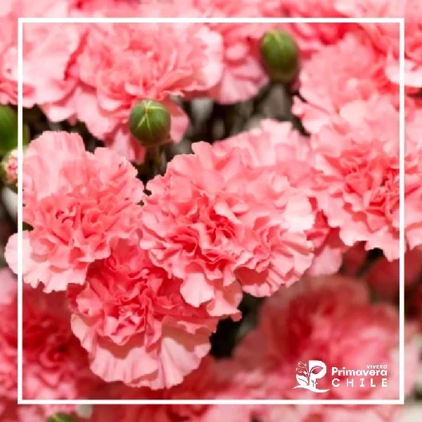 Semillas Clavel Gigante Rosa Fuerte