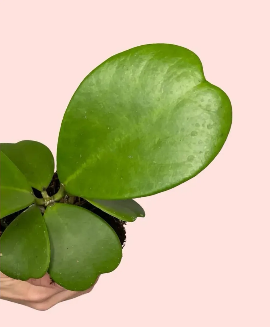 HOYA KERRII 2