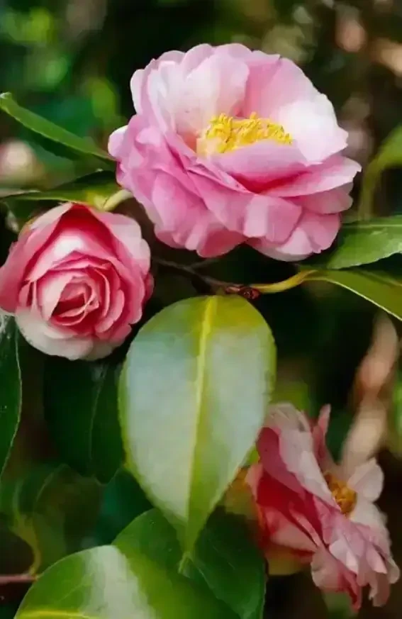Camelia japónica 