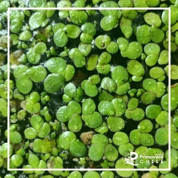 Lenteja de Agua Mayor / Spirodela Polyrrhiza