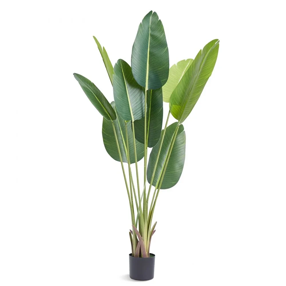 Planta Palma de Viajero 150cm Hojas Amplias 3