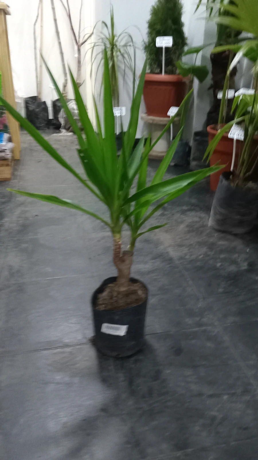 Yuca Palma 3