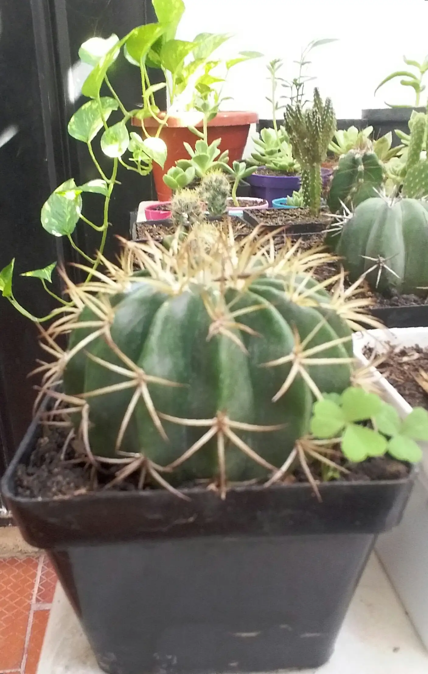 Melocactus neryi  3