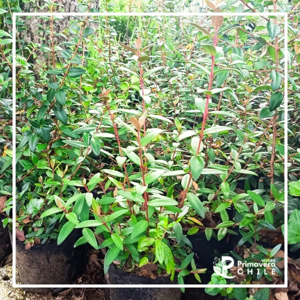 Murtilla o Murta de Fruto Grande (Ugni molinae - Cultivar Mejorado) 2