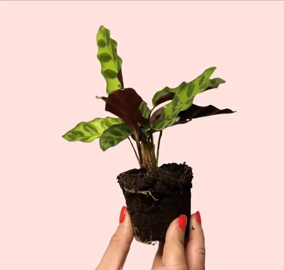 CALATHEA LANCIFOLIA 2