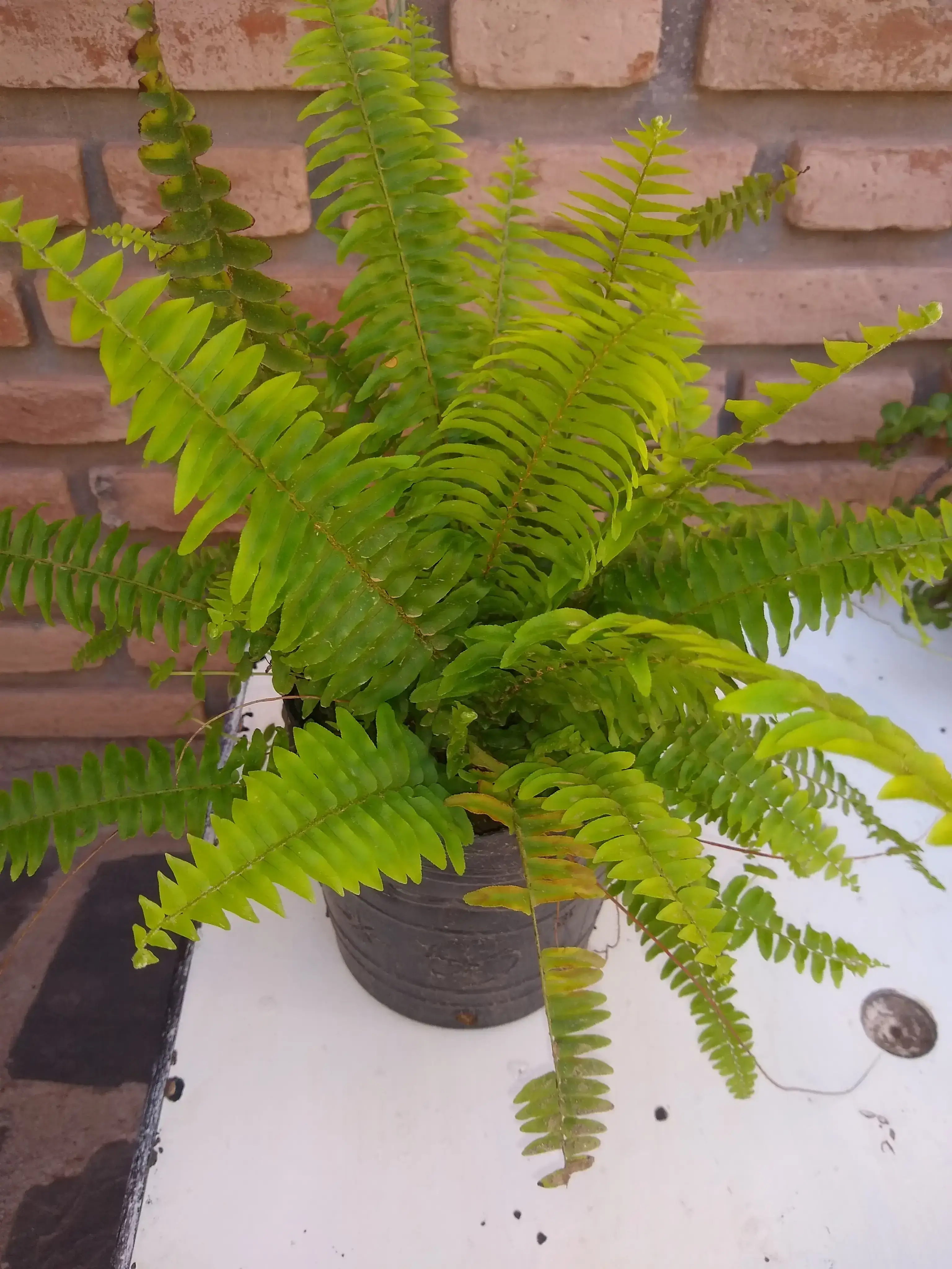 Helecho comun, helecho espada, rizado o serrucho. (Nephrolepis exaltata)