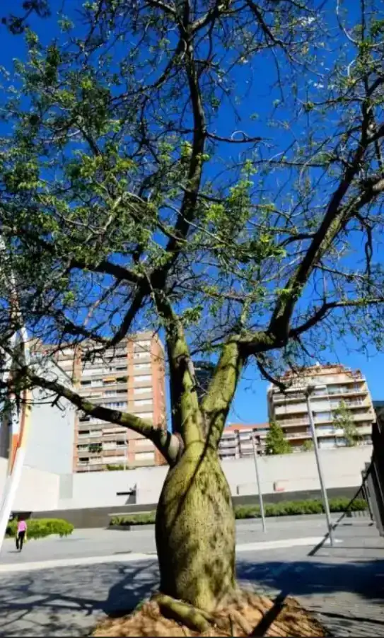 Palo Borracho  2
