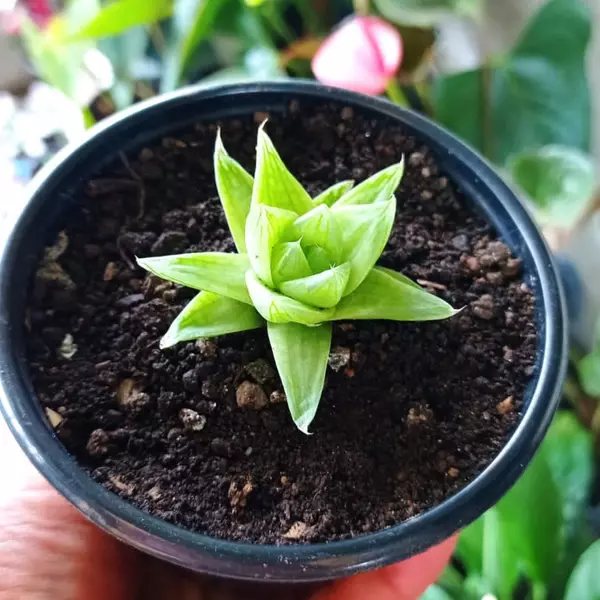 Hawortia