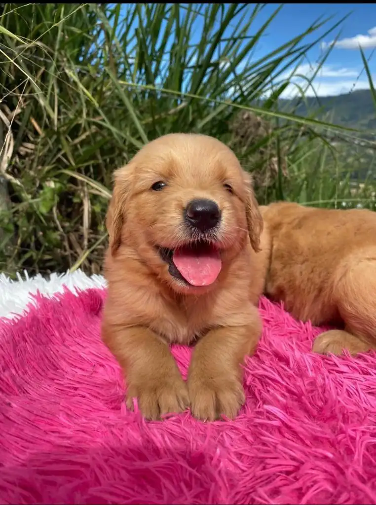 Golden Retriever 