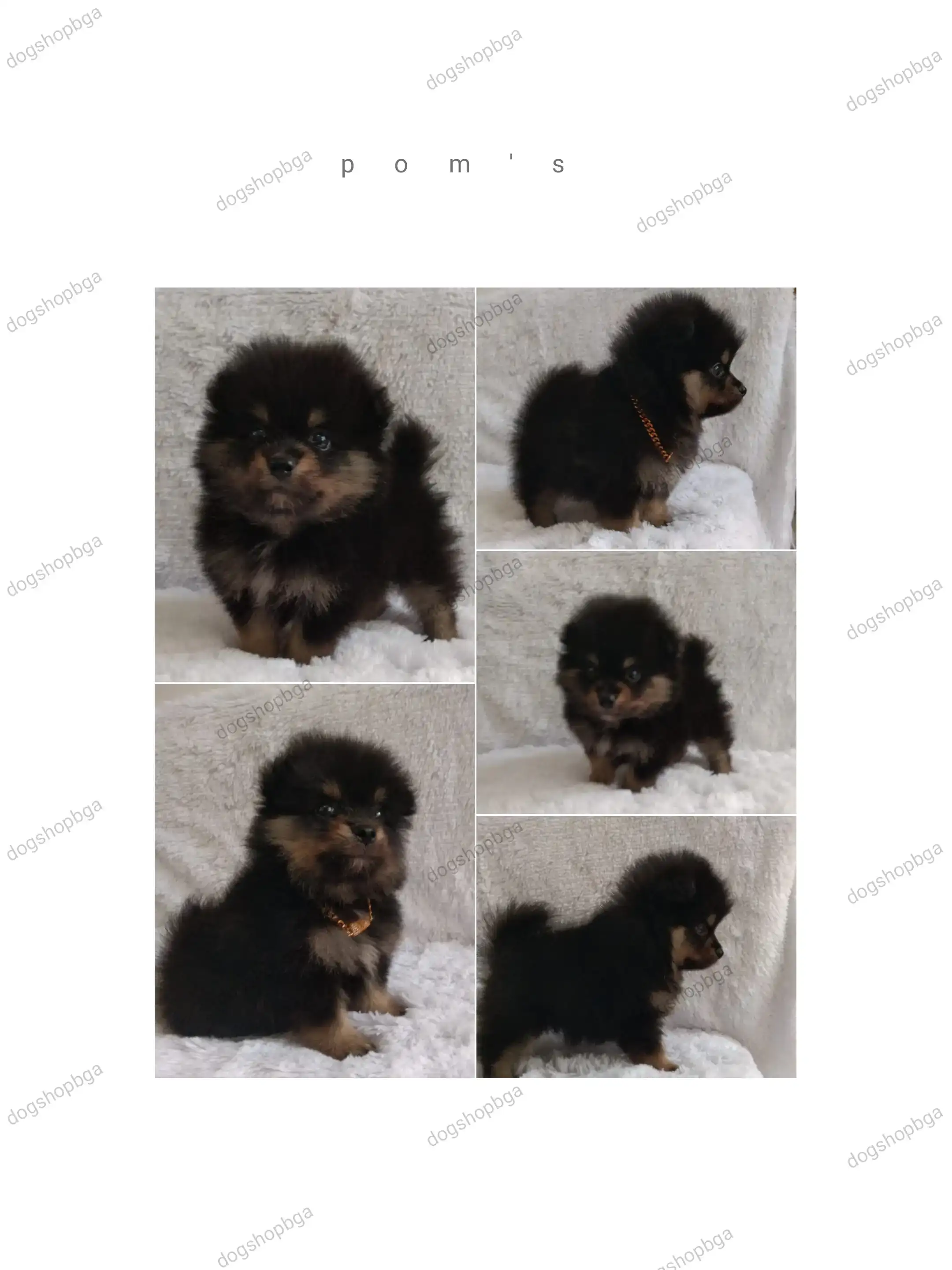 POMERANIA BLACK AND TAN HEMBRA🎀