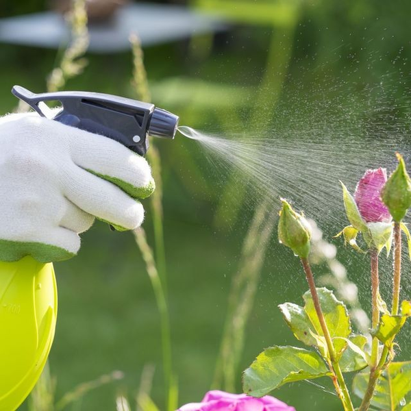 Bioestimulantes y Bioprotección