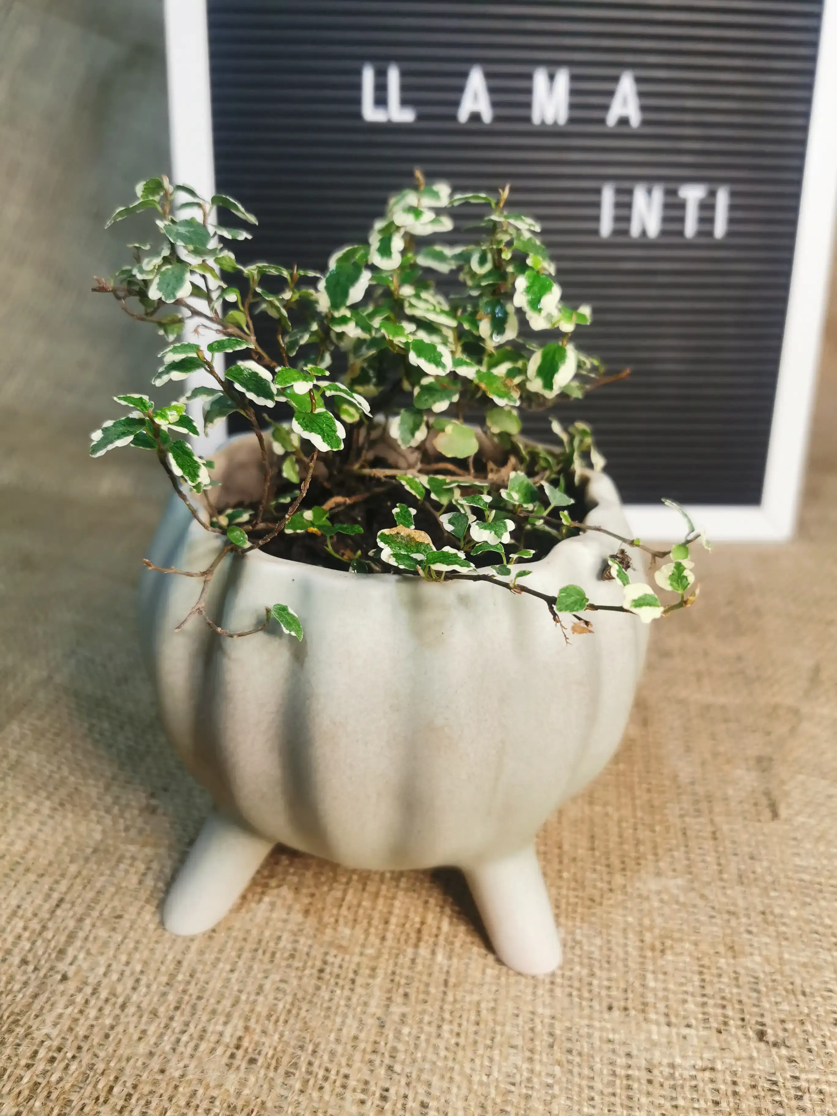 FICUS PUMILA (llama inti)