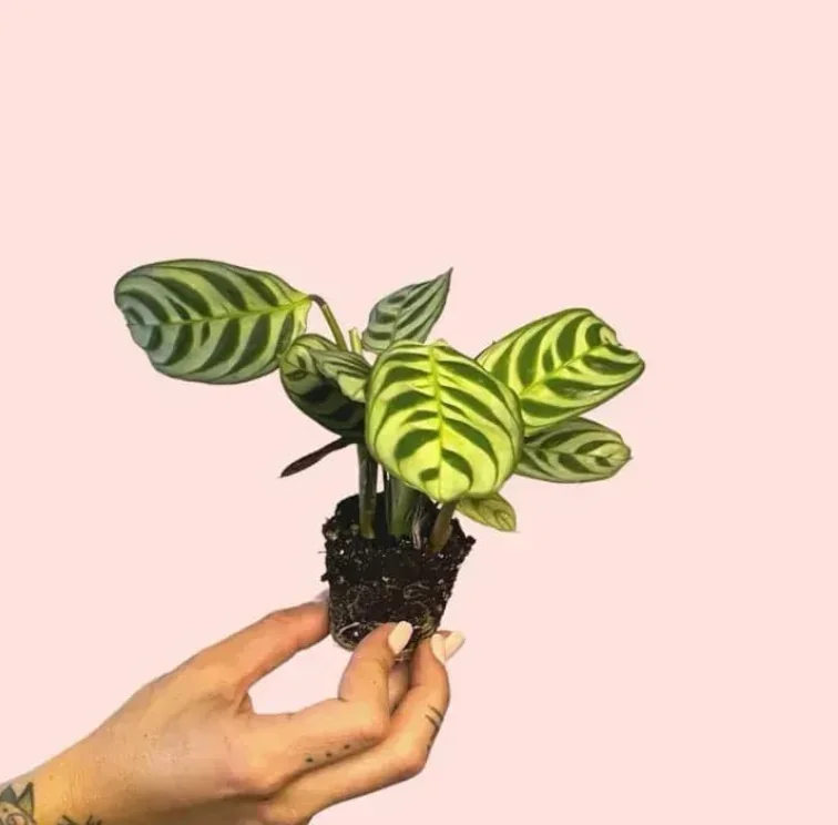 MARANTA AMABILIS