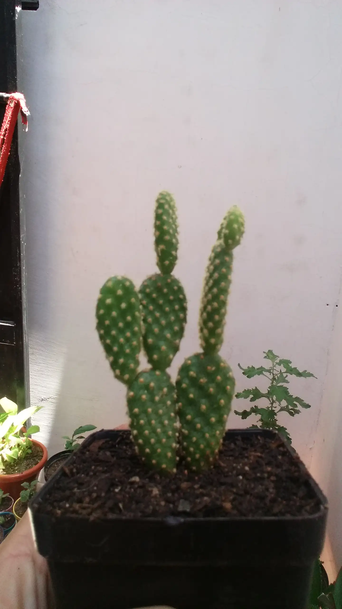 Opuntia microdasys 3