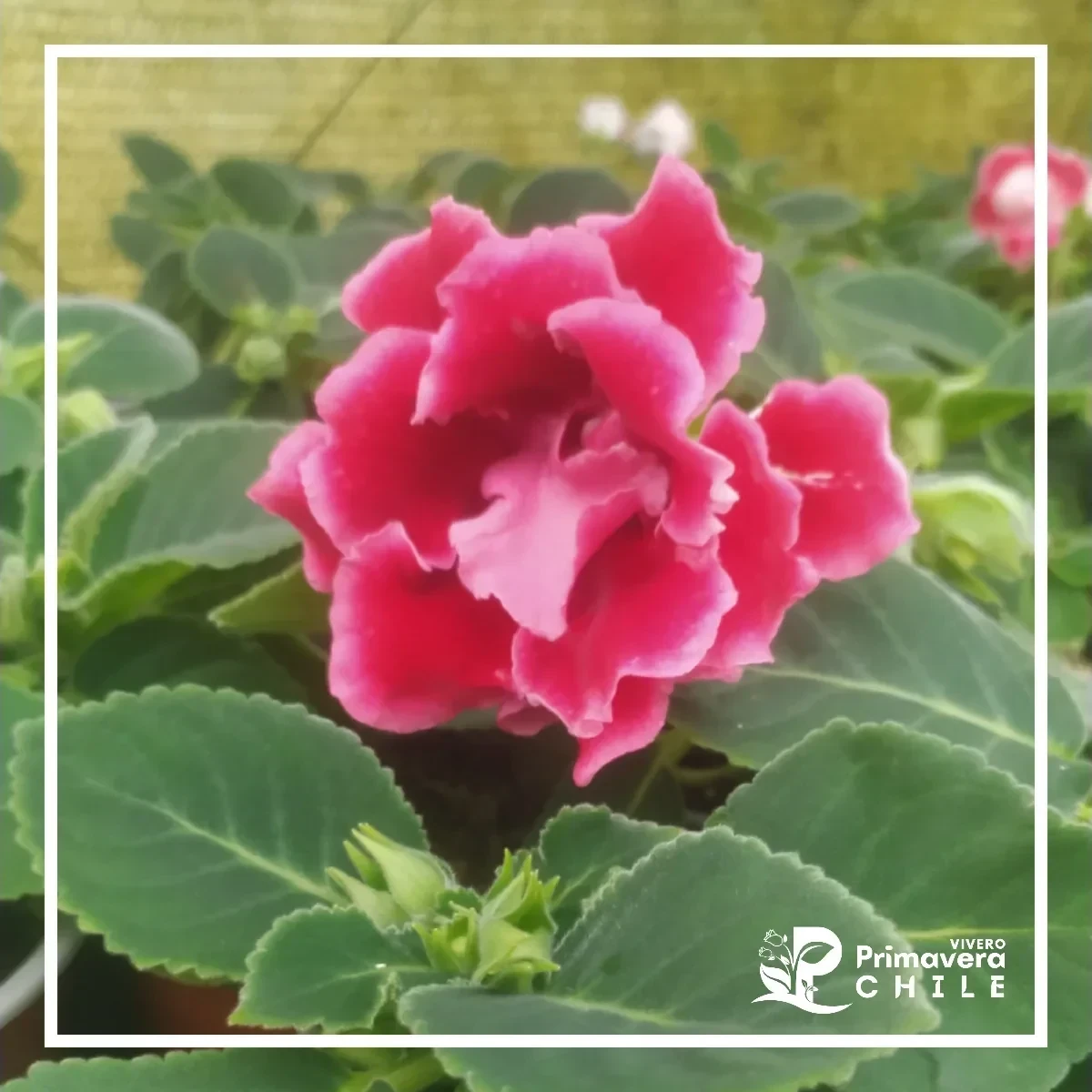 Gloxinia Brocade (Sinningia speciosa 'Brocade')&nbsp;