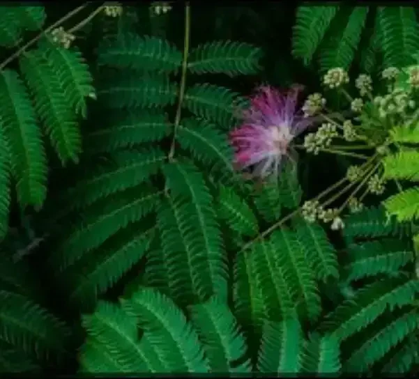 Acacia de Constantinopla 
