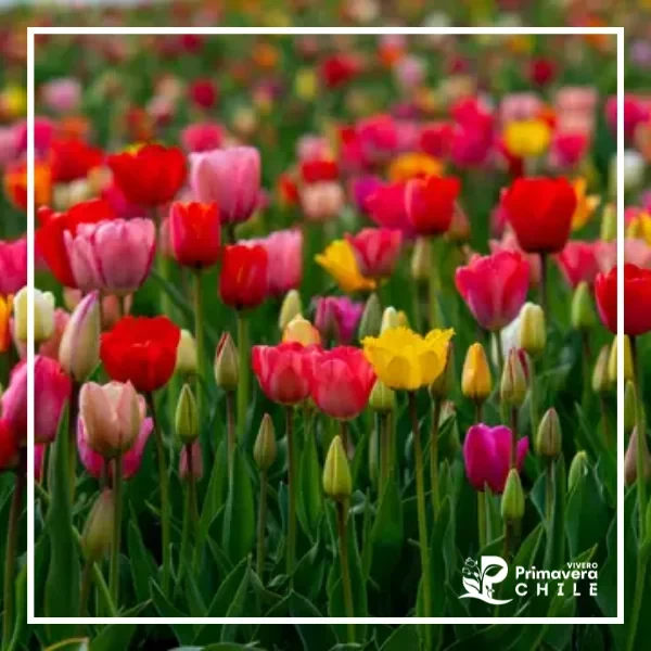 Tulipan