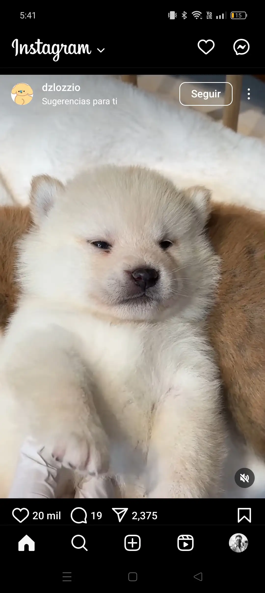 mini bubulubu