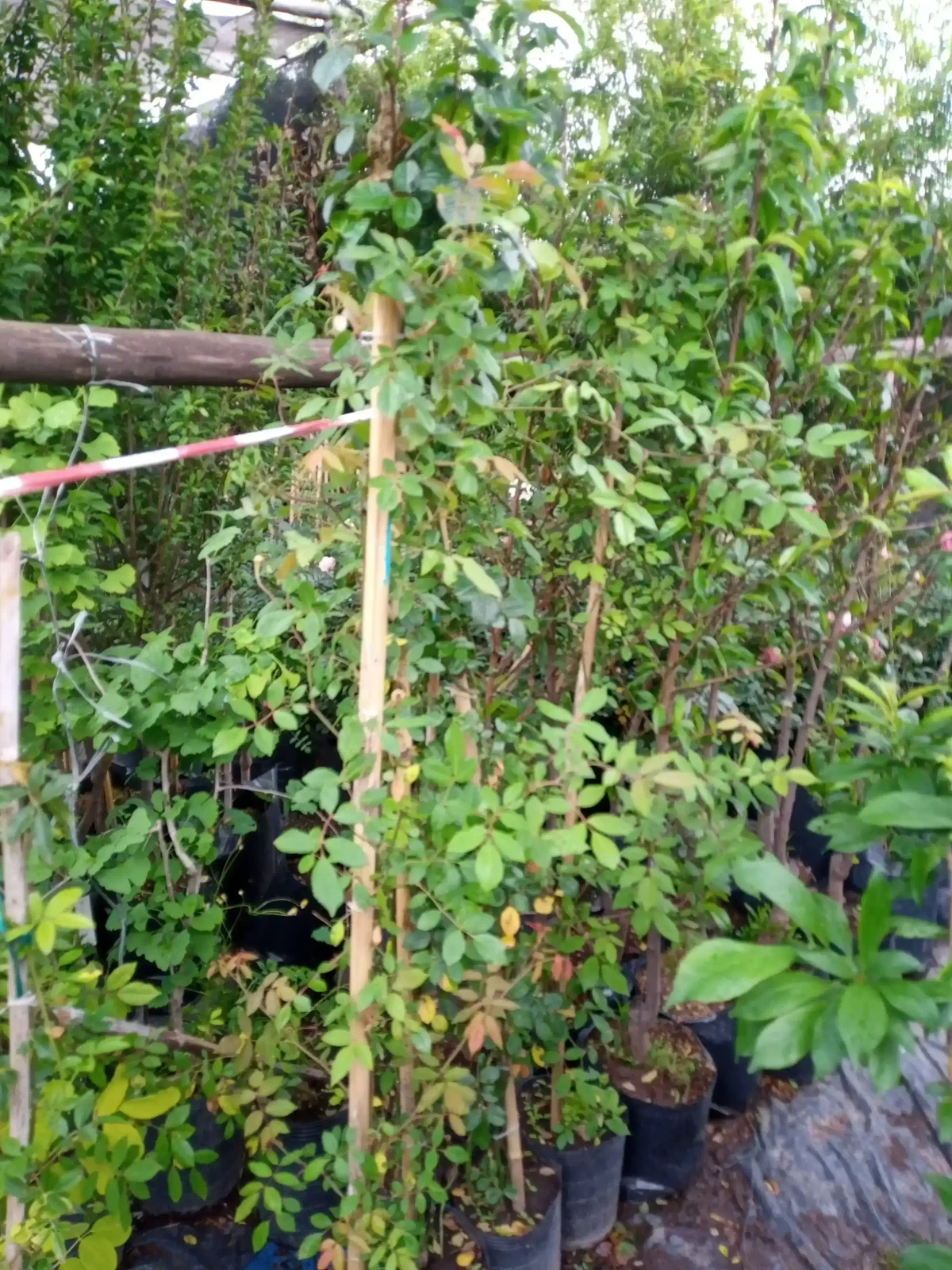 Rosa trepadora  6