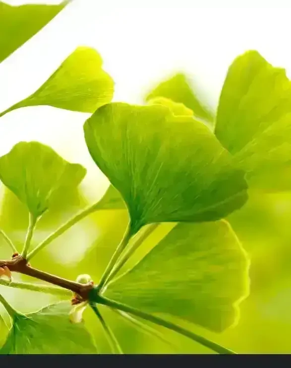 Ginkgo Biloba