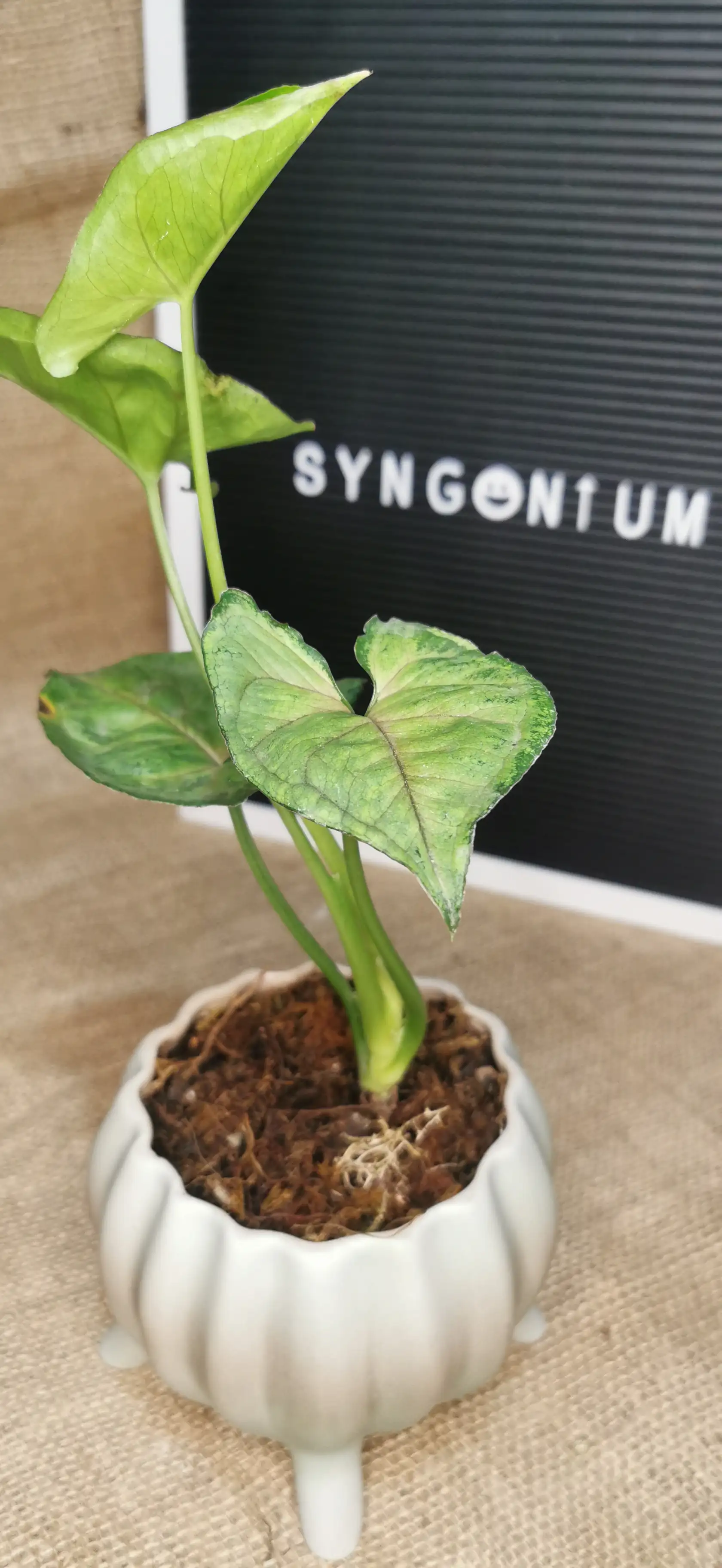 SYNGONIUM VERDE Y ROSADO  2
