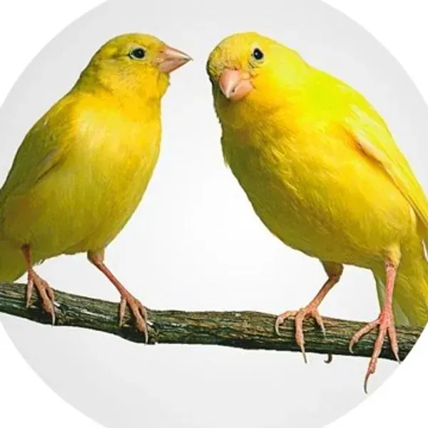 PAJARERIA