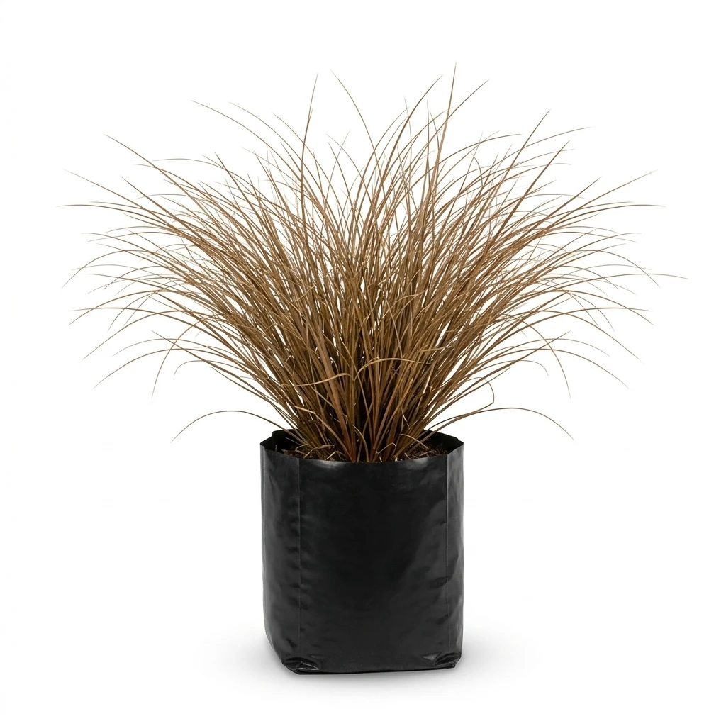 Carex Bronco