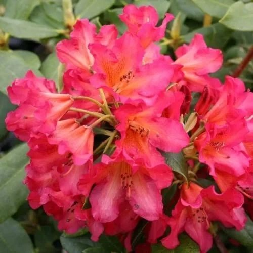 Rododendro Golden Gate 2