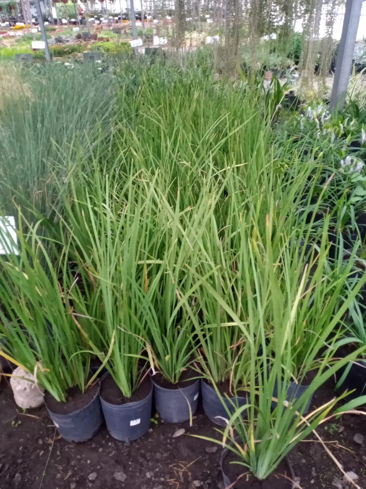 Dietes 2