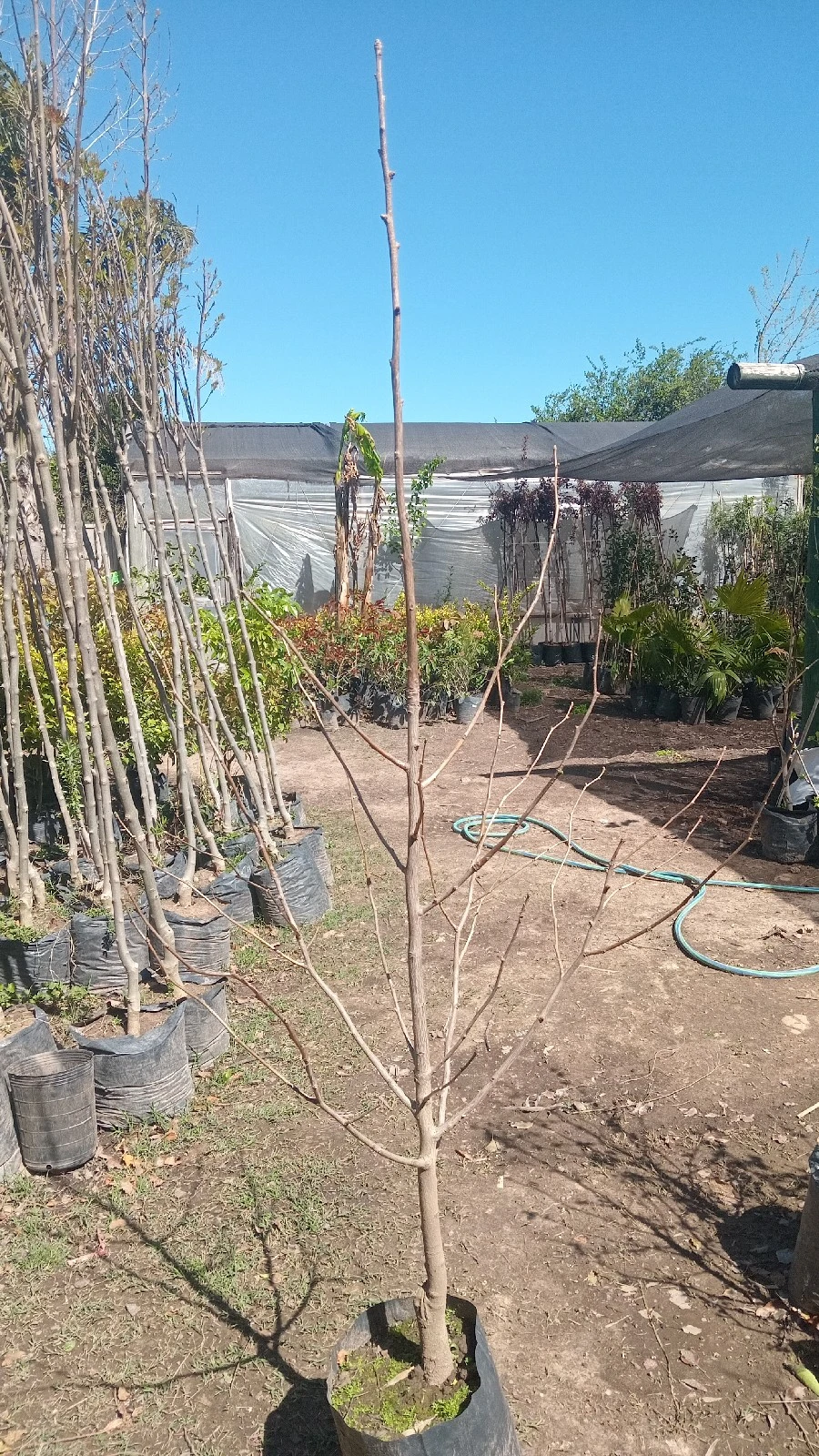 Ginkgo Biloba Grande 190cm