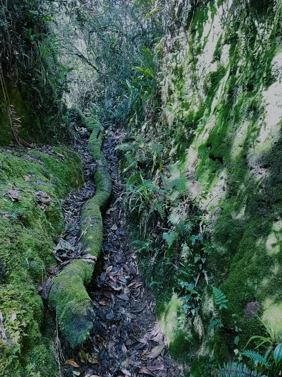 SAN PEDRO DE LOS MILAGROS A SOPETRAN ANTIOQUIA 4