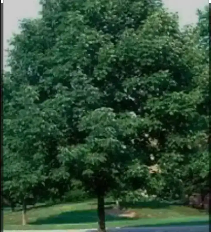 Fresno Américano Verde 