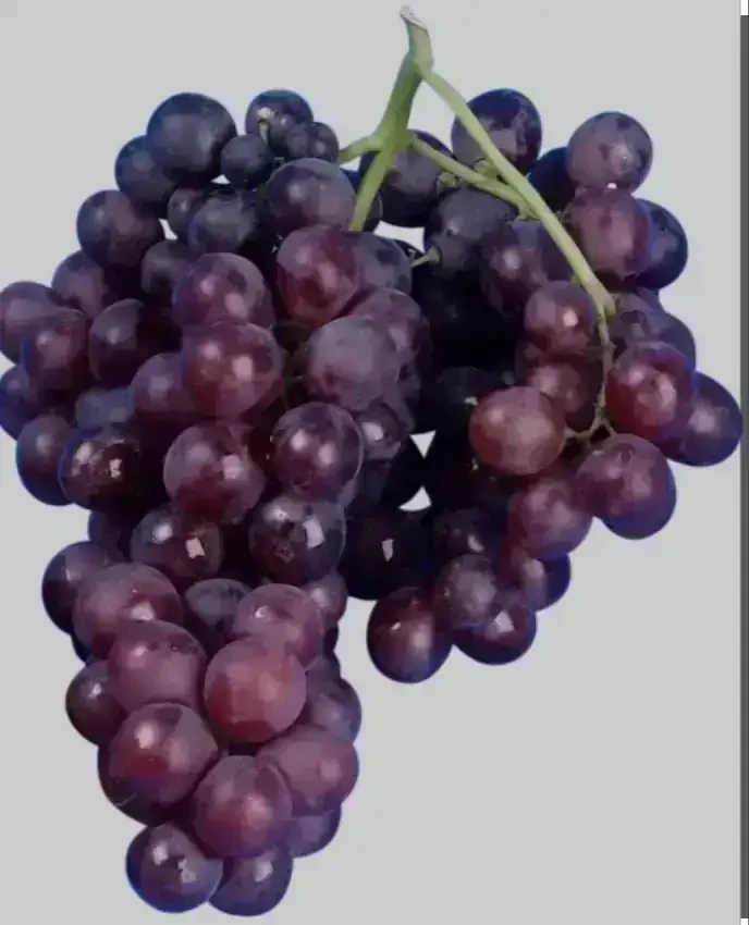 Parra Uva Moscatel Negra