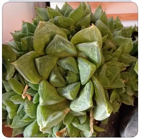 Suculenta grande 