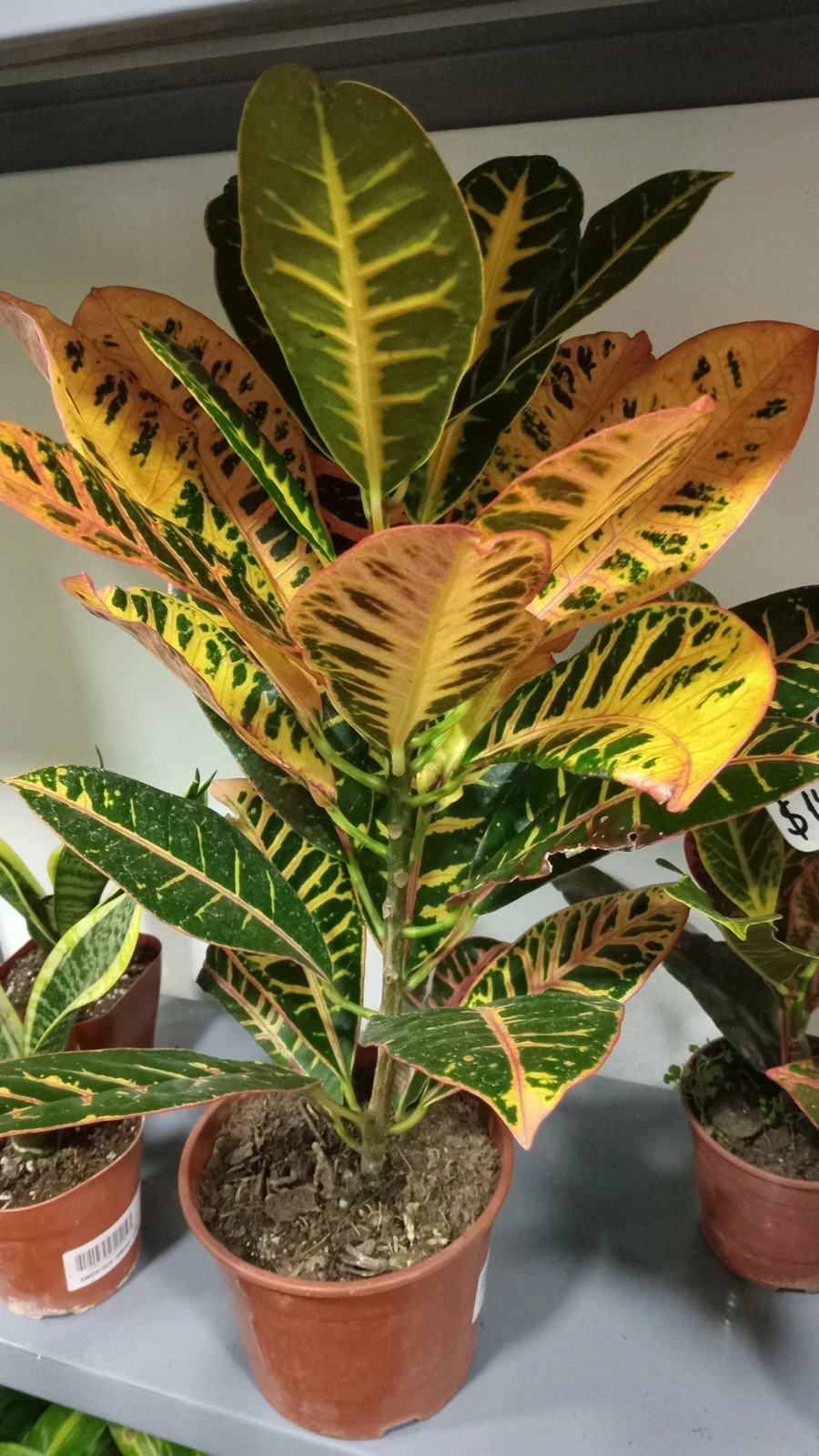 Croton Petra 50cm