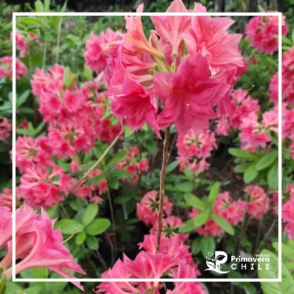 Azalea Homebush Rosada / "Molly Doble"