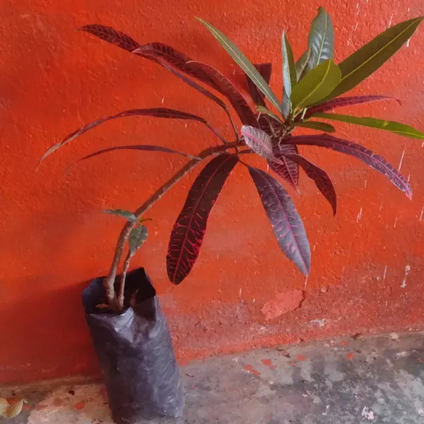 Buenavista de Filipinas
