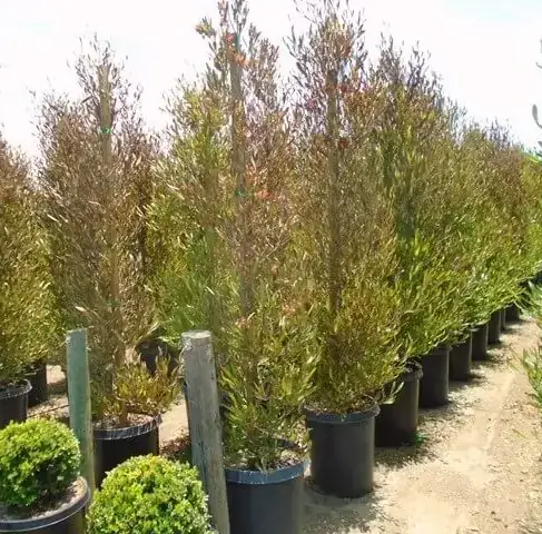 Stenocarpus 4