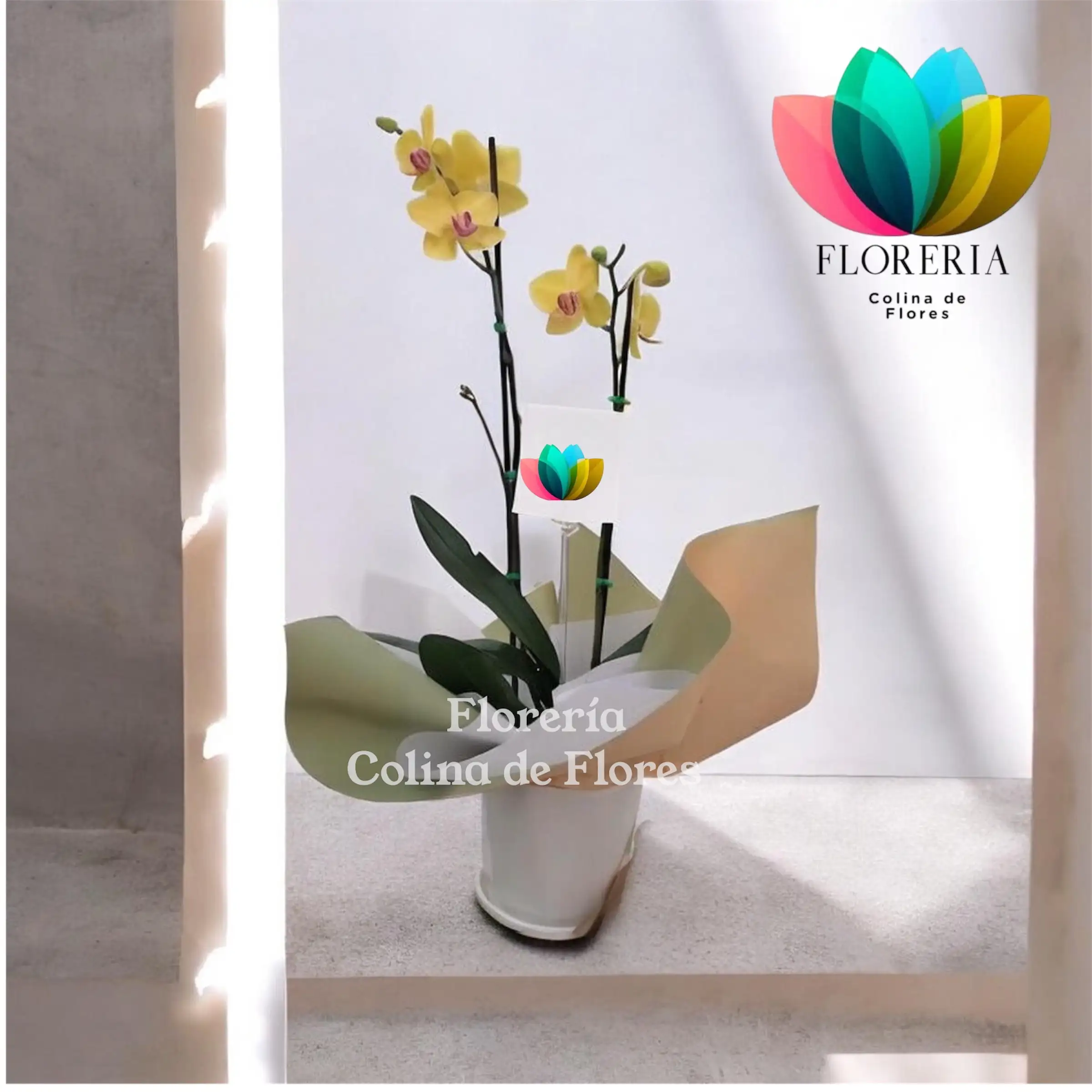 Orquidea amarilla 